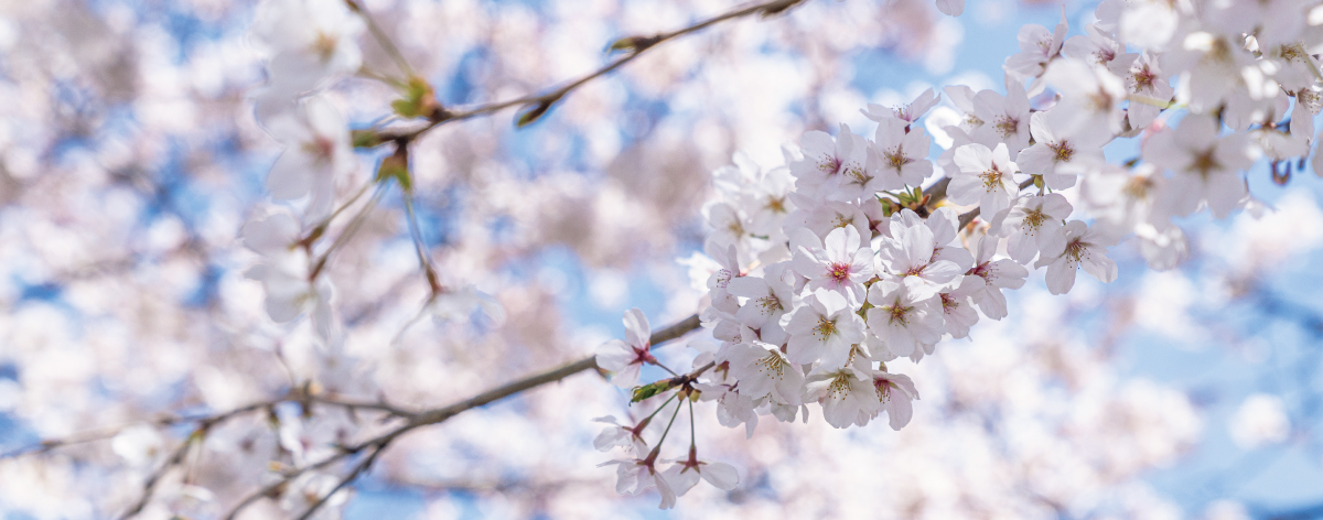 桜のイメージ